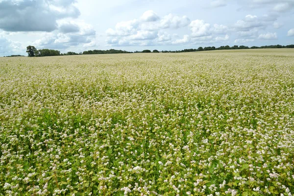 Stora fält av den blommande bovete. Sommarlandskap — Stockfoto