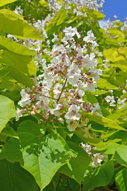 Katalpa ortak (Katalpa bignonioides Walter önümüzdeki)