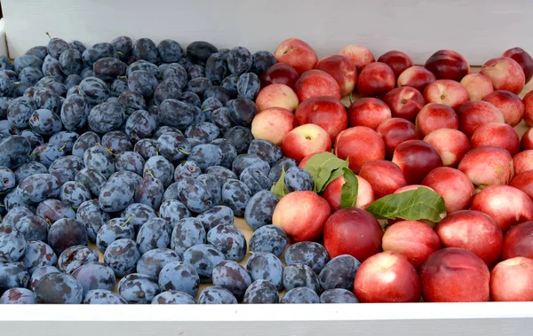 Prunes mûres et nectarines se trouvent sur un comptoir du marché — Photo