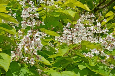 Çiçek bir Katalpa ortak (Katalpa bignonioides Walter)