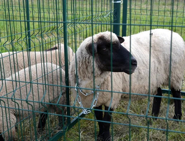 Овцы смуглой немецкой породы стоят в укрытии — стоковое фото