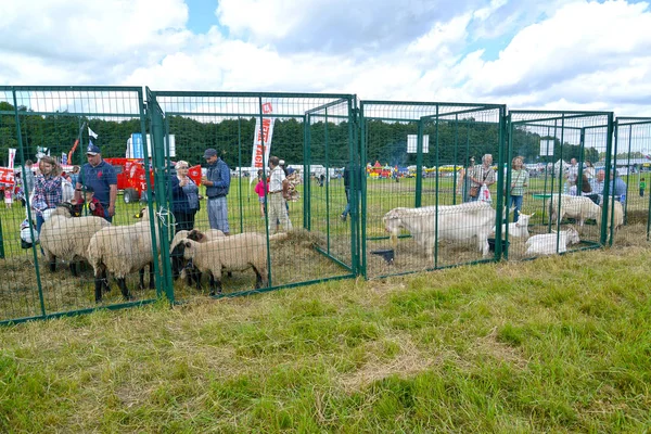 REGIÃO DE KALININGRAD, RÚSSIA - AGOSTO 05, 2017: Gaiolas ao ar livre com cabras e ovelhas em férias agrícolas — Fotografia de Stock