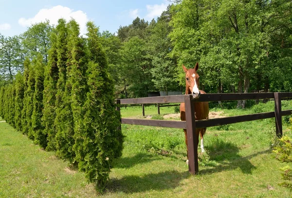 Лошадь красного цвета стоит в укрытии на сезонной даче — стоковое фото