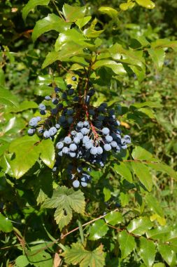 Ripe fruits of a trailing mahonia (Mahonia aquifolium (Pursh) Nu clipart