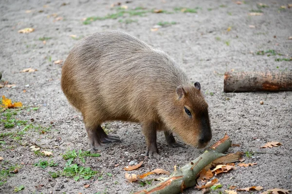 Capibara (cerdo acuático) (Hydrochoerus hydrochaeris Linnaeus ) — Foto de Stock