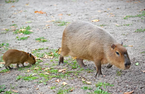 Capibara (cerdo acuático) (Hydrochoerus hydrochaeris Linnaeus) con un cachorro — Foto de Stock