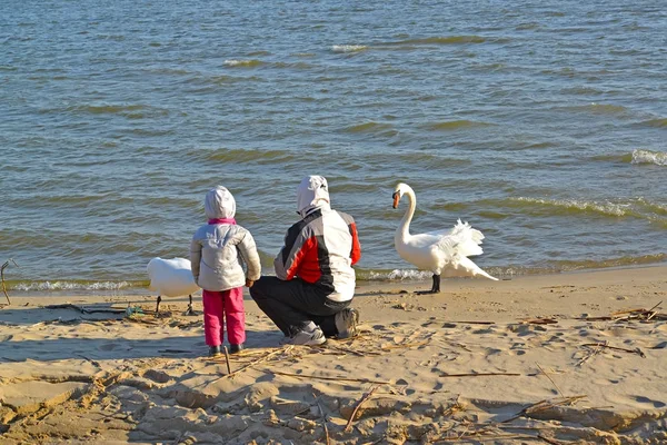 Çocuk adamla kuğular Baltık Denizi kıyısında besleme. Kaliningrad bölgesi — Stok fotoğraf