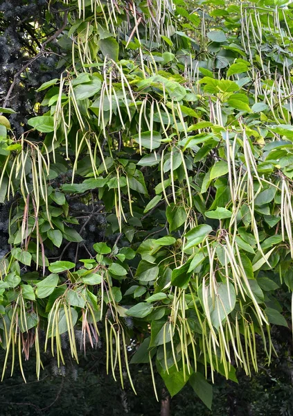 Společné Catalpa (Catalpa bignonioides Walter), zelené plody — Stock fotografie