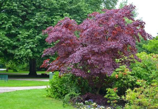 Acutifolier à l'érable "Crimson King" (Acer platanoides Crimson King) dans le parc — Photo