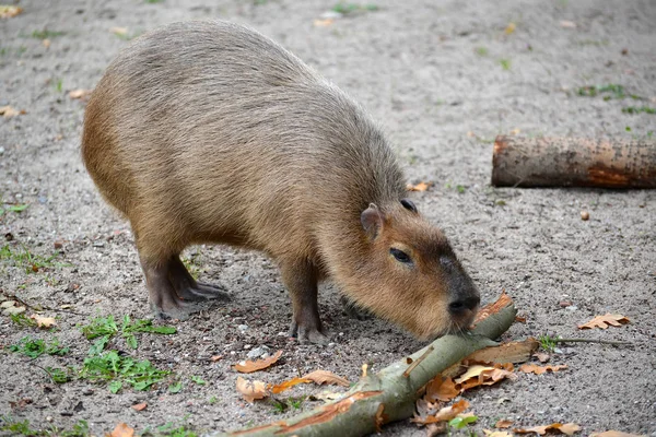 El capibara (cerdo de agua) (Hydrochoerus hydrochaeris Linnaeus) roe la corteza de la rama — Foto de Stock