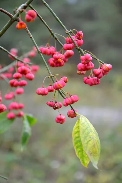 Früchte eines euonymus european (euonymus europaeus l).) — Stockfoto