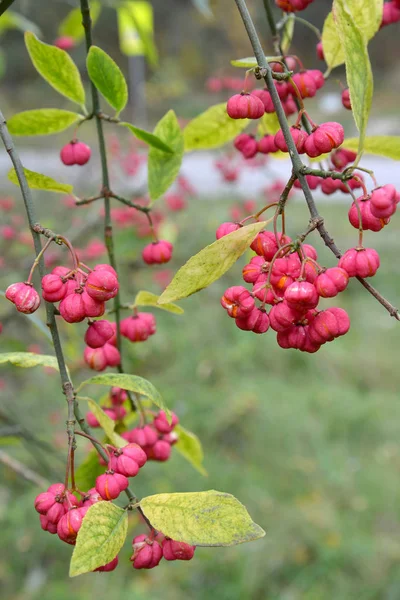Κλάδους με φωτεινά φρούτα από έναν Ευώνυμο Ευρωπαϊκή (Ευώνυμο europaeus L.) — Φωτογραφία Αρχείου