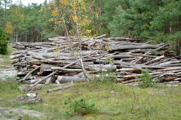 Os troncos de pinheiro encontram-se a granel na madeira conífera. Registo — Fotografia de Stock