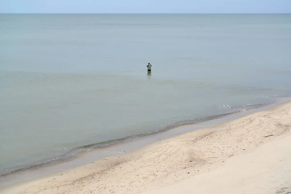 Вид на Балтийское море и одинокий мужчина — стоковое фото