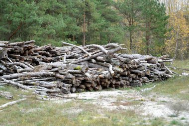 Çam günlükleri sonbahar ormanda yalan. Günlüğe kaydetme
