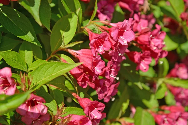 Veygela Bahçe (Weigela lanatus çiçekler.)