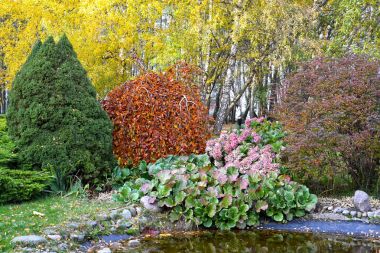 Konik köknar ağacı ile çevre düzenlemesi