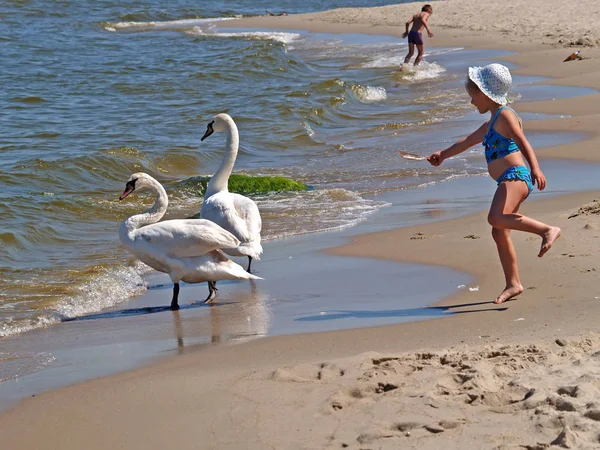 PIONEER, RUSIA - 09 DE JUNIO DE 2007: La niña juega con cisnes en la orilla del Mar Báltico — Foto de Stock