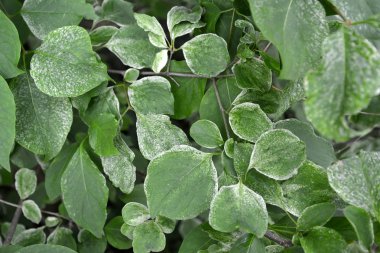 Leylak (Syringa amurensis Rupr.), Amur dalları yaprakları ile