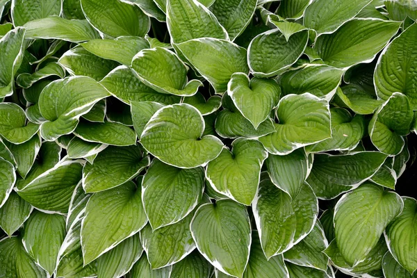 Fondo de hojas anfitriones (Funkiya) de un grado de "Francee " —  Fotos de Stock