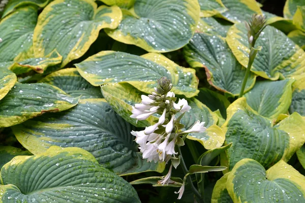 Bakgrund från bladen av ”Sagae” blommande värdar (Funkiya) av — Stockfoto