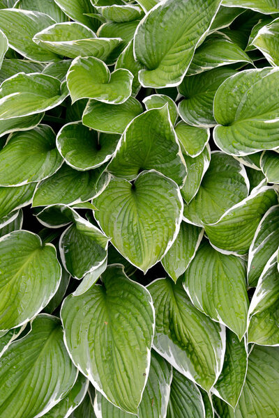 Leaves hosts (Funkiya) of a grade of "Francee"