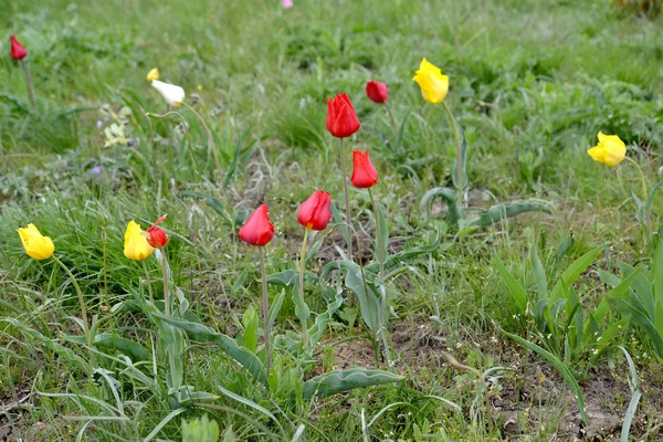 As tulipas de Shrenk florescentes na estepe do Cáspio. Calmúquia — Fotografia de Stock