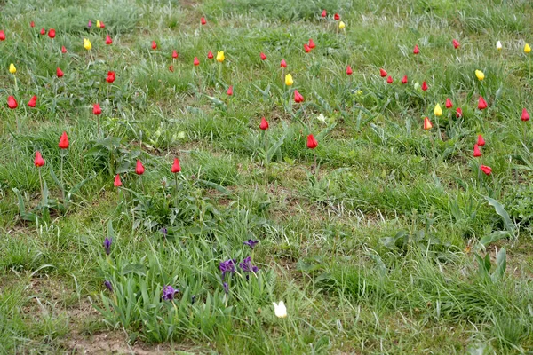 Kwitnąca irysów i tulipanów Shrenk's Step spring. Kałmucji — Zdjęcie stockowe