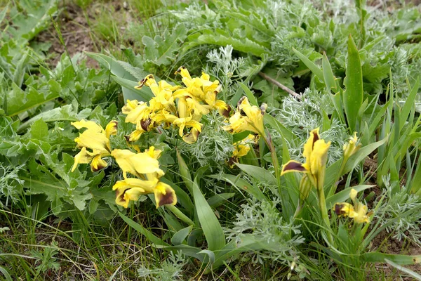 Kwitnąca karłowate dziko rosnących irysy (Iris pumila L.) w stepie wiosna. Kałmucji — Zdjęcie stockowe