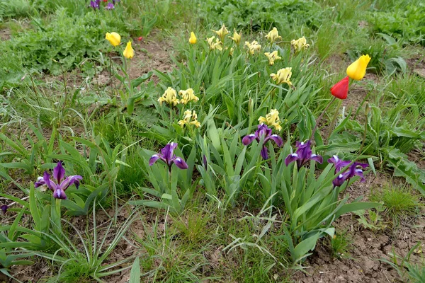 Voorjaarsbloemen in de Kaspische steppe. Kalmykia — Stockfoto