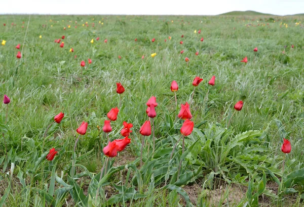 Czerwone tulipany Shrenk w stepie Morza Kaspijskiego. Kałmucji — Zdjęcie stockowe