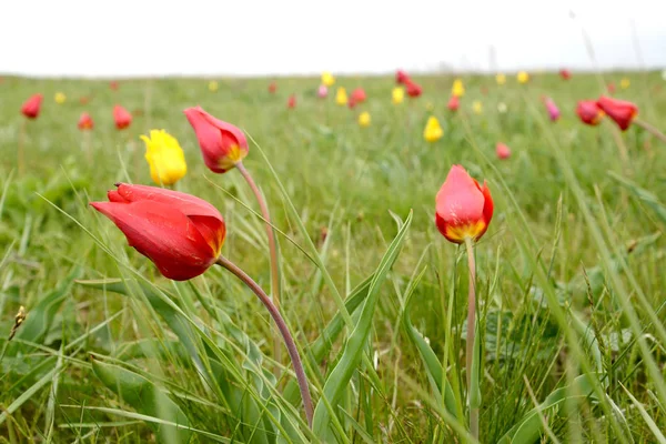 Los tulipanes florecientes de la estepa. Kalmykia. — Foto de Stock