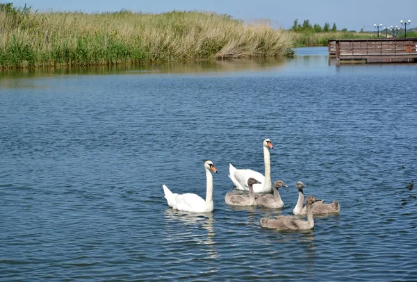 Baltık Denizi olan bir lagün bebek kuşlar kuğu aile. Settl — Stok fotoğraf