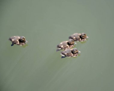 Ördek yavrusu yeşilbaş ördek (Anas platyrhynchos Linnaeus) yüzmek