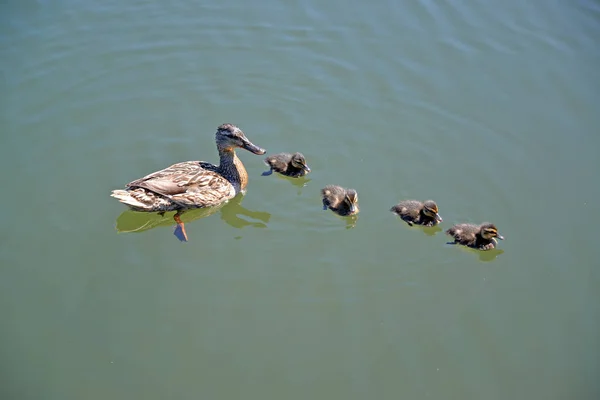 Η πάπια πρασινολαίμης (Anas platyrhynchos Linnaeus) με πουλιά μωρών που κολυμπά στο νερό — Φωτογραφία Αρχείου