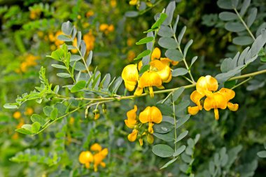 Çiçek açması Sibirya bezelye çalı Lorberg (sarı akasya) (Caragana arborescens Lorbergii)