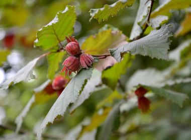 Ortak hazel, formu koyu mor (Corylus avellana (L.) H.Karst. f. Purpurea), fındık dal