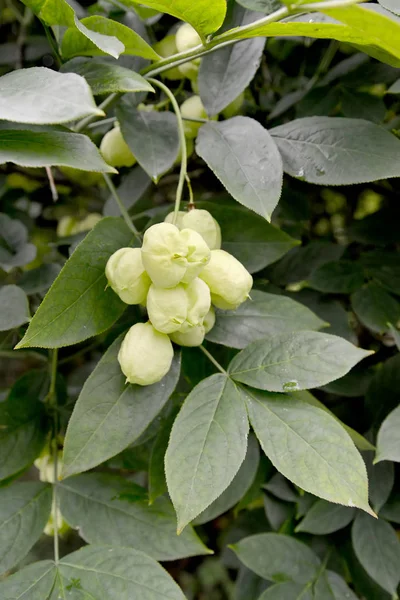Blasenflaum (staphylea pinnata l.), Früchte und Blätter — Stockfoto