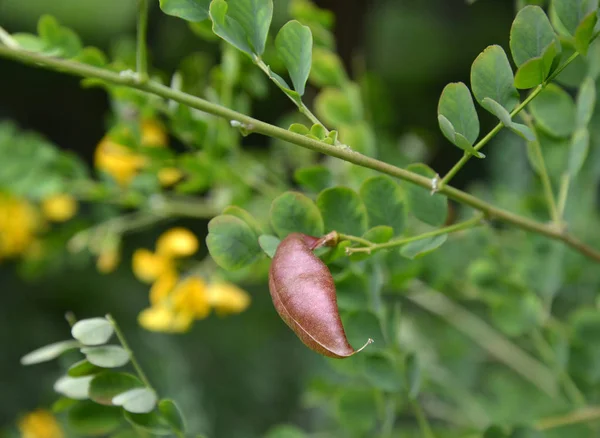 Der blühende sibirische Erbsenstrauch (caragana arborescens lorbergii), der Lorberg (eine gelbe Akazie), eine Bohne auf einem Zweig — Stockfoto