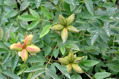 Ağaçsı (treelike) Şakayık (Paeonia L.), yaprakları ve olgunlaşmamış meyveler