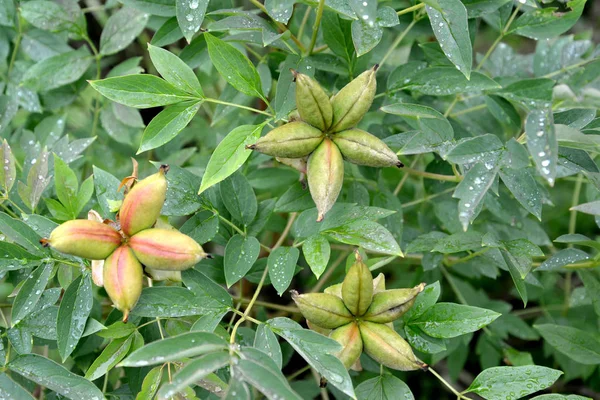 Buskiga (treelike) pion (Paeonia L.), blad och omogna frukter — Stockfoto