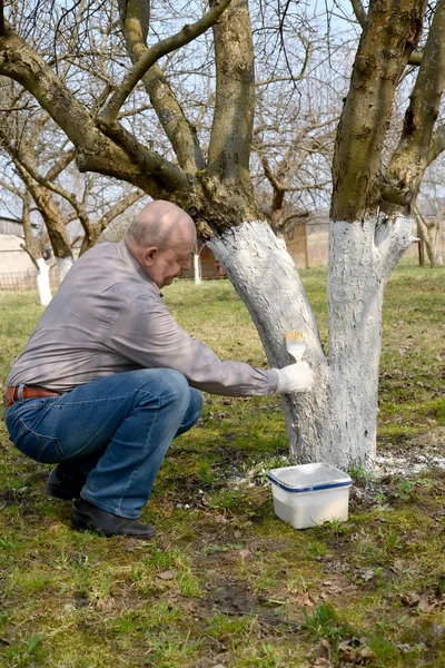 The elderly man bleaches a fruit-tree trunk. Spring works in a garden — Stock Photo, Image