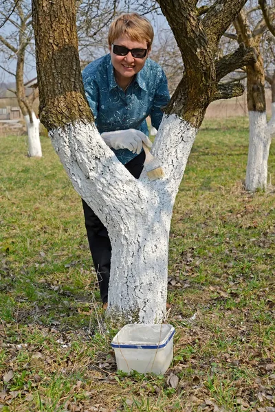 The gardener bleaches a fruit-tree trunk. Spring works in a garden — Stock Photo, Image