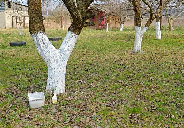 Bělené dřevo ovocných stromů v zahradě. Jaro — Stock fotografie