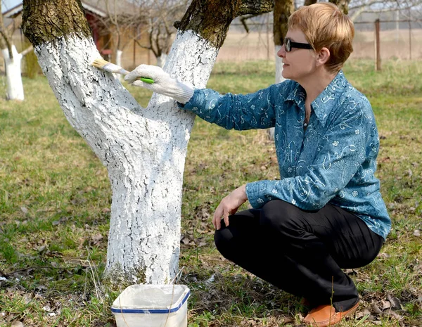 The female gardener bleaches a fruit-tree trunk. Spring works in a garden — Stock Photo, Image