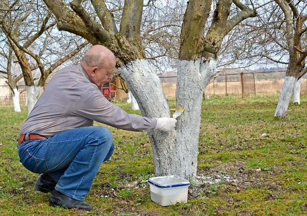 The pensioner bleaches a fruit-tree trunk. Spring works in a garden — Stock Photo, Image