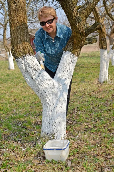 Processing of a trunk of an apple-tree limy solution. Spring works in a garden — Stock Photo, Image