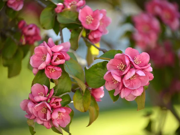 Nedzvetsky, bir elma ağacının çiçekleri — Stok fotoğraf