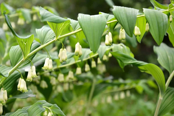 Euraziatische Salomo's zegel (Gewone salomonszegel L.), tak wi — Stockfoto