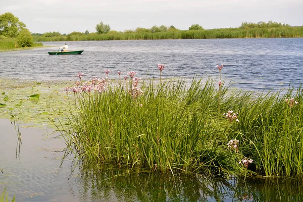 Su bitki örtüsü ile Deyma nehir yatağı. Polessk, Kaliningrad bölgesi — Stok fotoğraf